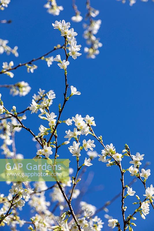 Prunus yamadae, cherry blossom
