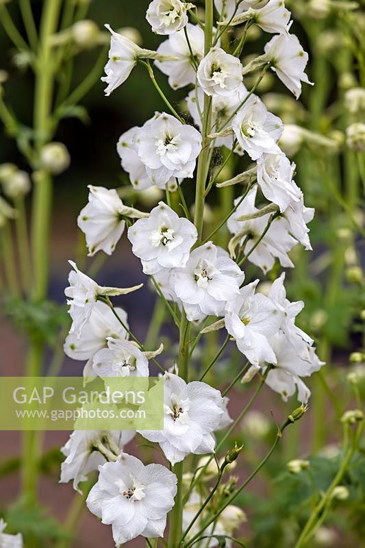 Delphinium 'Galahad'