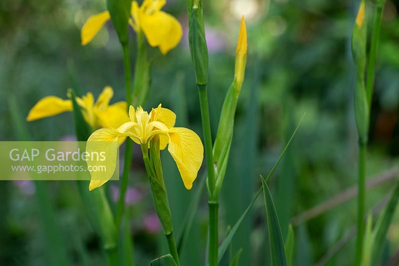 Iris pseudacorus - Yellow Flag Rris 
