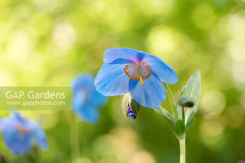 Meconopsis grandis - Himalayan Blue Poppy