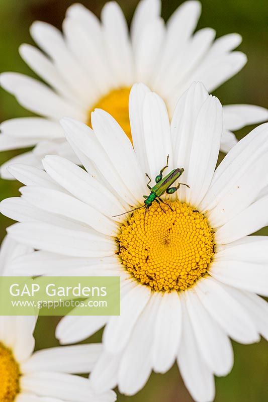 Leucanthemum vulgare Oxeye Daisy - in flower with Thick Thighed Flower Beetle - Oedemera nobilis
