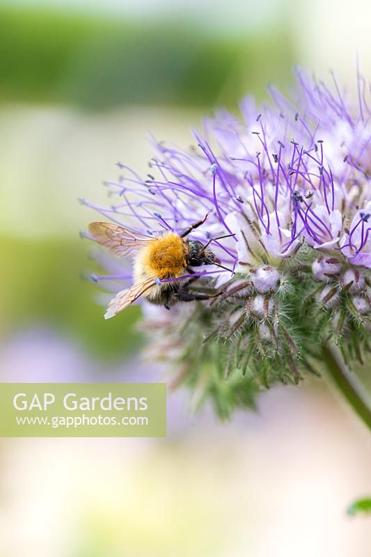 Phacelia in flower with Bumble Bee - Bombus spp