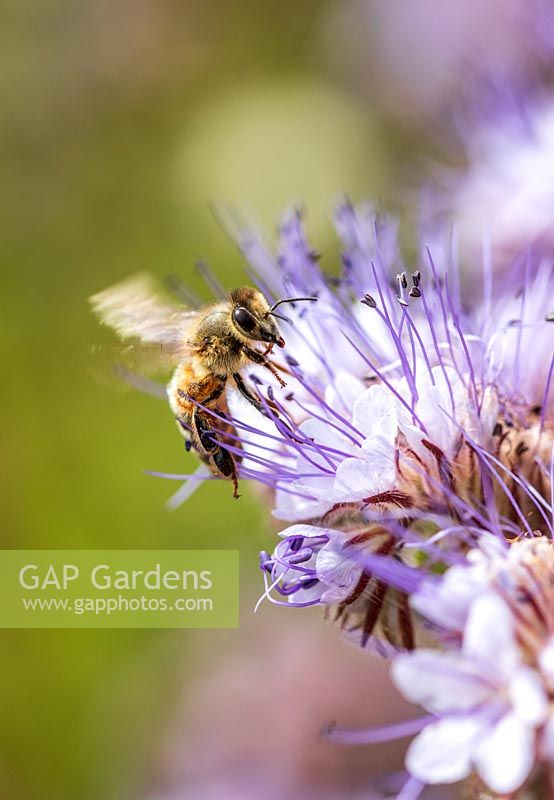 Phacelia being visited by Honey Bee - Apis mellifera