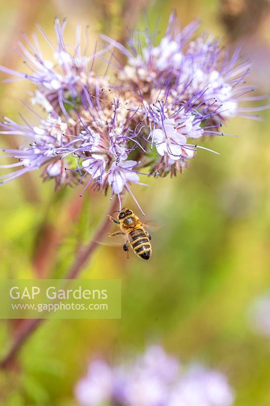 Phacelia being visited by Honey Bee - Apis mellifera