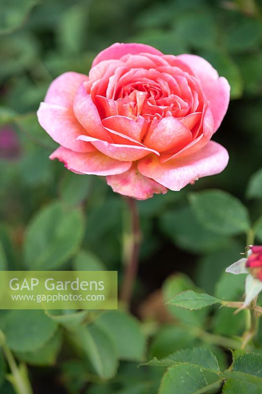 Rosa 'Boschobel' - English Shrub Rose