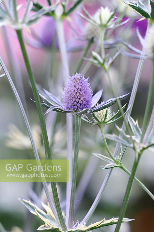 Eryngium 'Jade Frost' - Sea Holly