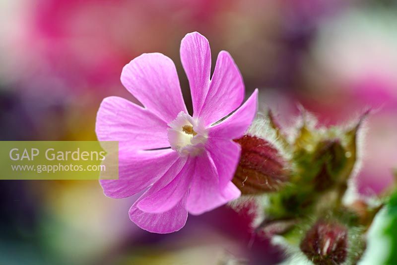 Silene dioica -  Red Campion -