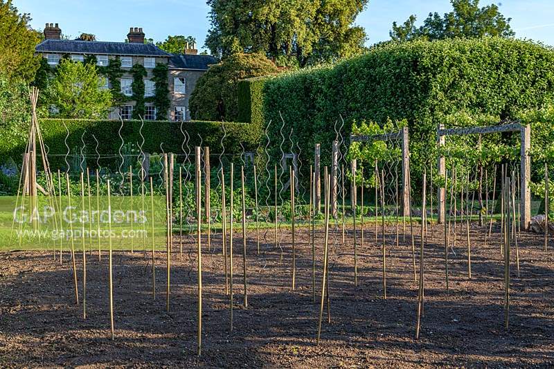 Stakes set out in vegetable garden at Fittleworth House