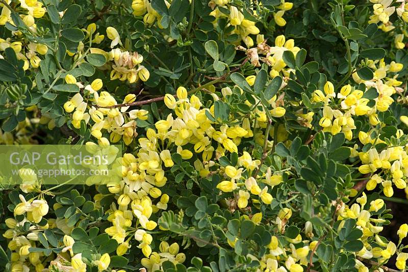 Coronilla valentina subsp glauca 'Citrina'