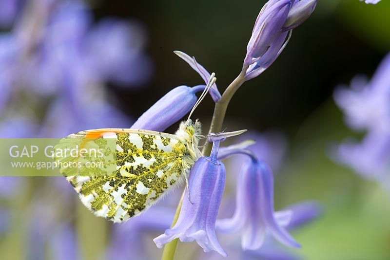 Anthocharis cardamines - Male Orange Tip Butterfly, resting on Bluebell flower