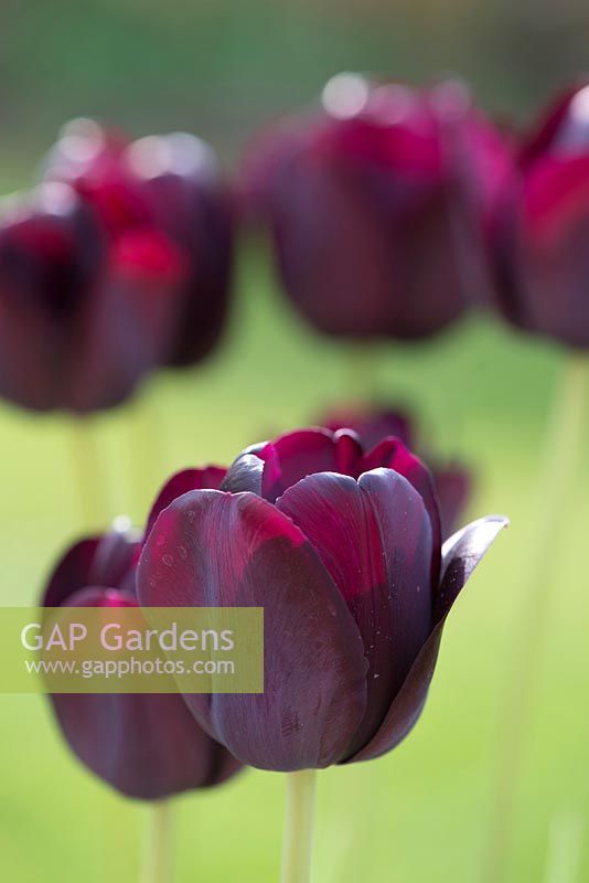 Tulipa 'Queen of Nig... stock photo by Fiona Lea, Image: 1402795