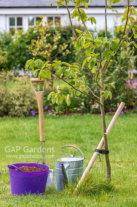 Tools and materials for mulching a quince tree 'Vranja'. 