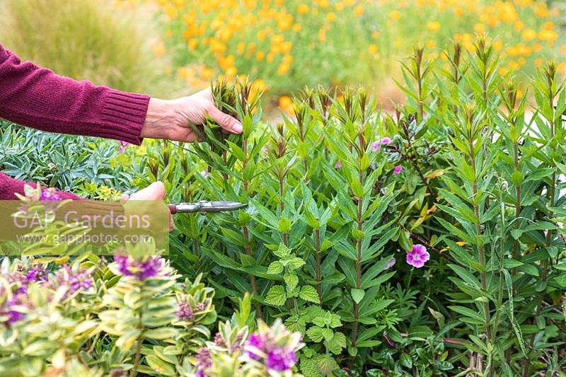 Woman carrying out a 'Chelsea Chop' on a Veronicastrum using secateurs to encourage more growth. 