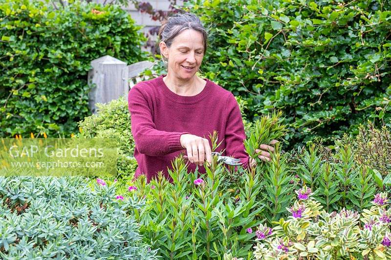 Woman carrying out a 'Chelsea Chop' on a Veronicastrum using secateurs to encourage more growth. 