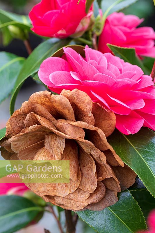 Camellias affected by Petal or Flower Blight