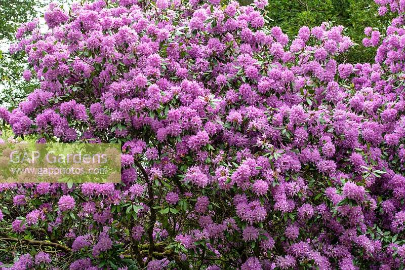 Rhododendron ponticum - Pontica Rhododendron