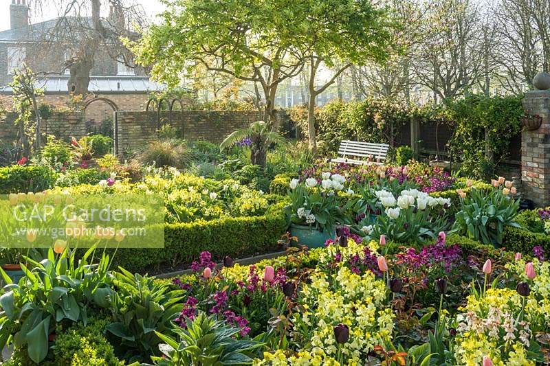 Formal layout of beds within an urban garden with brick wall boundary and views of houses and trees beyond. Buxus - Box - edged beds filled with Erysimum - Wallflower and Tulipa - Tulip in yellow, purple colour theme. Pots of Tulipa - Tulip - 'Apricot Beauty' and 'Purissima' in containers on path.