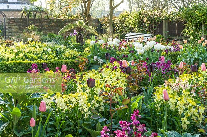 View over beds filled with yellow and purple Erysimum - Wallflower and Tulipa - Tulip, brick wall beyond. Tulip varieties include: 'Apricot Beauty', 'Exotic Emperor', 'Purissima', 'Flaming Spring Green', 'Spring Green',  'Jan Reus' and 'Ronaldo'.