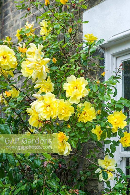 Rosa 'Golden Showers' - Climbing Rose - against a house wall and window