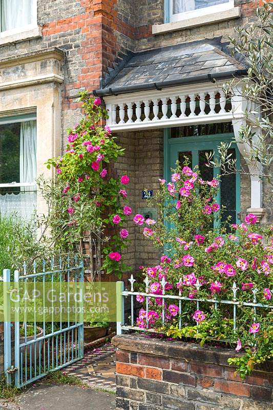 Rosa 'Zephirine Drouhin' and cistus in small front garden of victorian house with blue ironwork. May