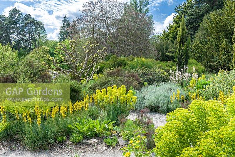 View of dry garden with euphorbias, Asphodeline lutea, Helichrysum italicum and path with stone chippings