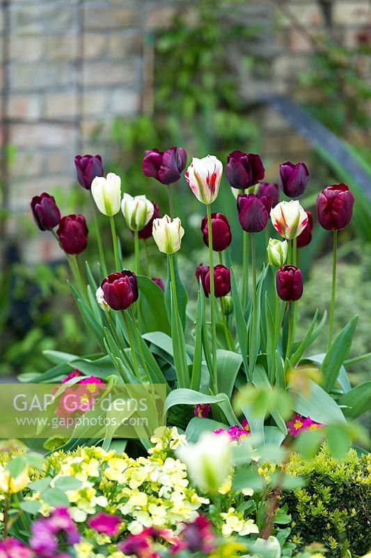 Tulipa 'Flaming Spring Green', 'Spring Green',  'Jan Reus' and 'Ronaldo' in container with polyanthus. 