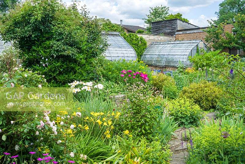 View of walled garden with wide range of herbaceous perennials including: Geranium, Paeonia, Alchemilla, Hemerocallis and Gilenia trifoliata, greenhouses beyond 