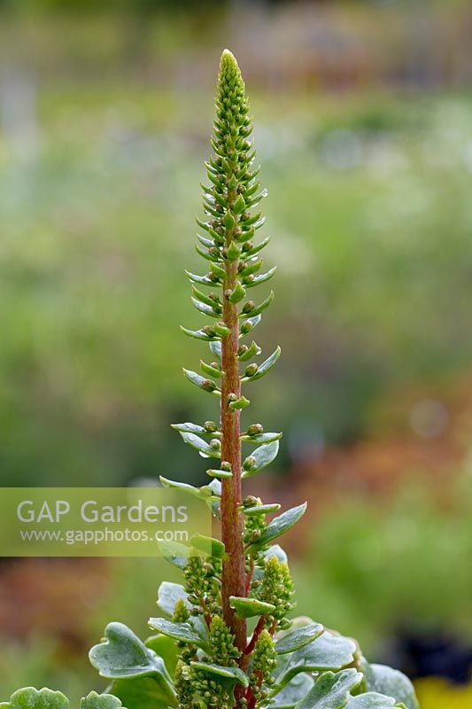 Umbilicus rupestris - Navelwort - flower shoot with buds