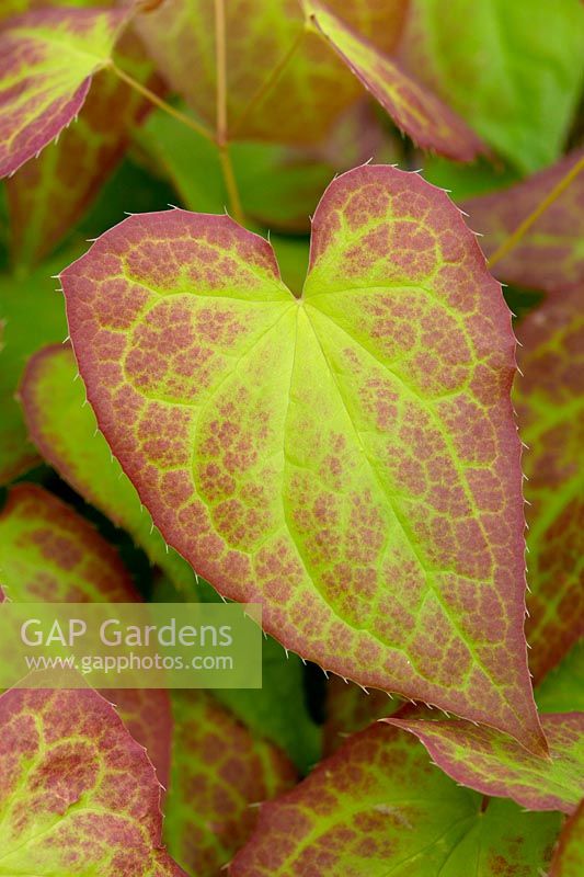 Epimedium x rubrum - Red Barrenwort - leaf detail 