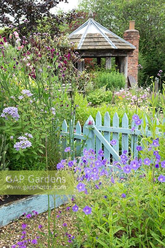 Geranium 'Rozanne' by a painted picket gate leading through to a wooden brick pergola