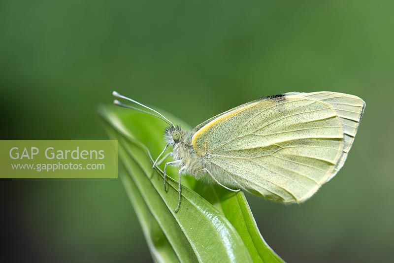 Pieris brassicae - Large White Cabbage Butterfly - resting on Hosta leaf