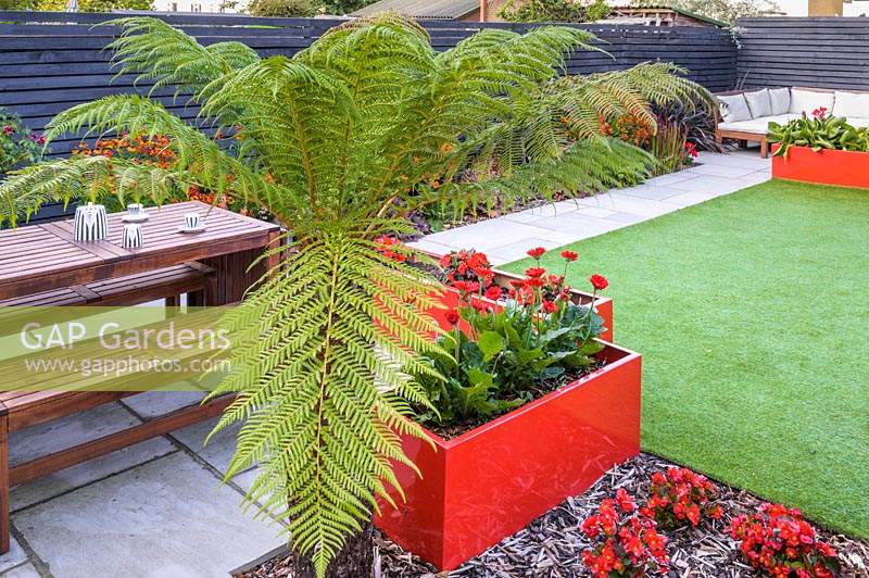 Modern Town Garden in Essex - wooden table and benches, red planters with gerbera and tree fern.