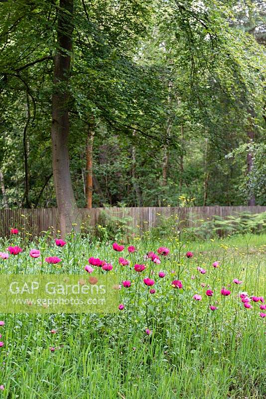 Papaver somniferum - Self seeding poppies in the Woodland garden. 