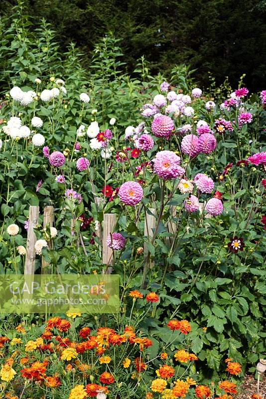 Dahlias and Tagetes patella in the Kitchen Garden