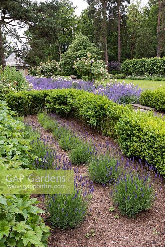 Buxus hedging and newly planted lavender at the start of the Rose Walk. 