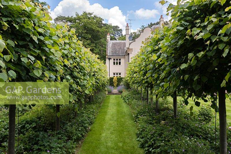 The Pleached Lime Walk looking towards the house. 