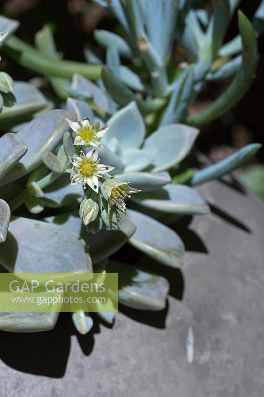Close up of the flowers of a Graptopetalum paraguayense - Ghost Plant-  in a grey concrete pot