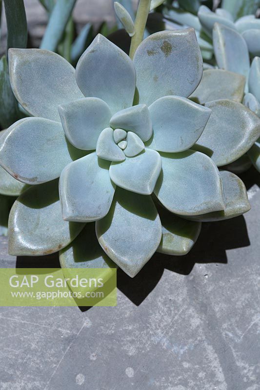 Close up of a Graptopetalum paraguayense - Ghost Plant - in a grey concrete pot