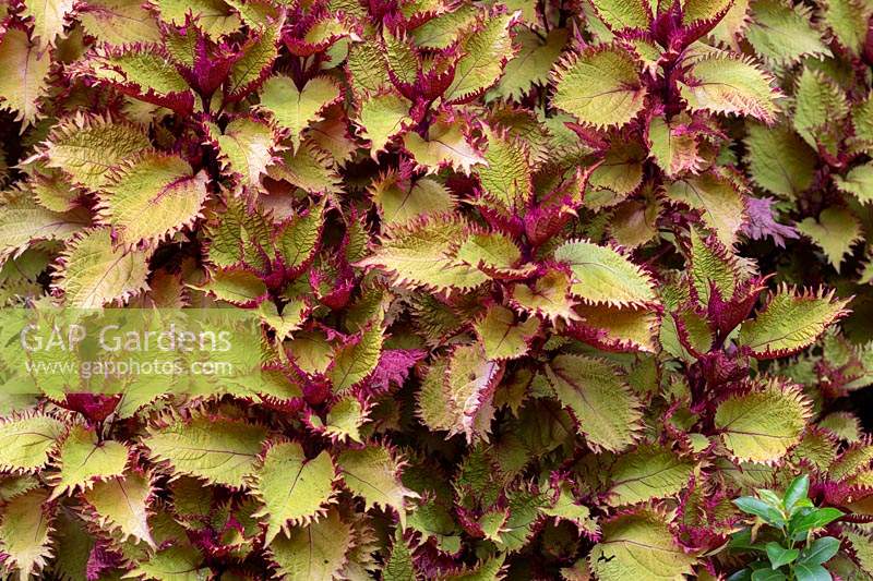 A Solenostemon scutellarioides 'Henna' - Coleus, with frilled bright lime green leaves with pink markings