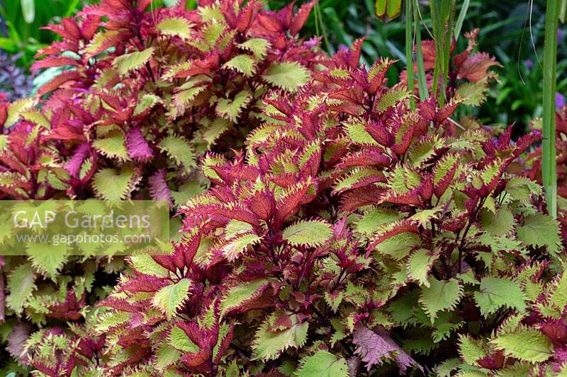  Solenostemon scutellarioides 'Henna' - Coleus - with frilled bright lime green leaves with pink markings