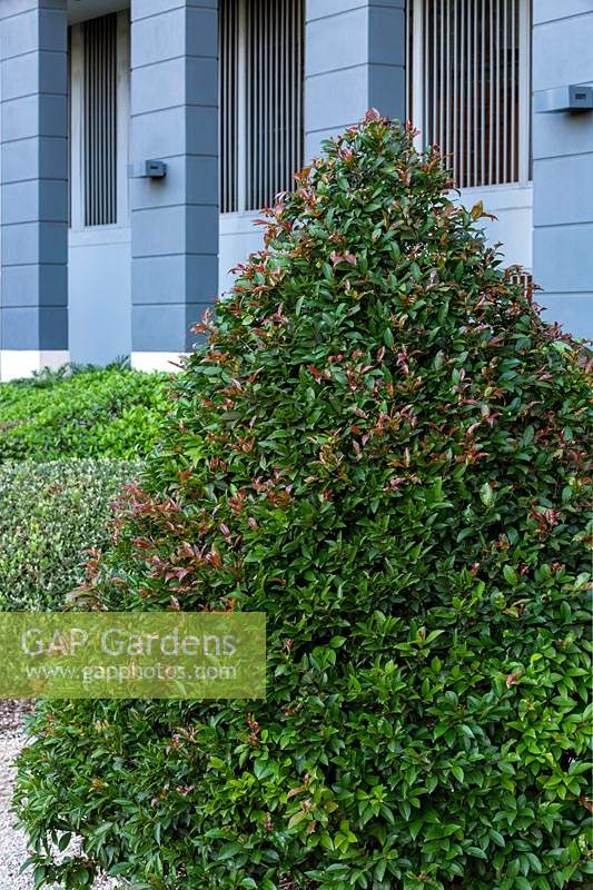 A Syzygium luehmannii - Lilly Pilly -  pruned into a conical shape