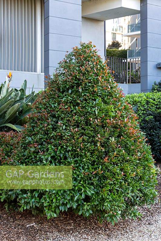 A Syzygium luehmannii - Lilly Pilly - pruned into a conical shape, near house