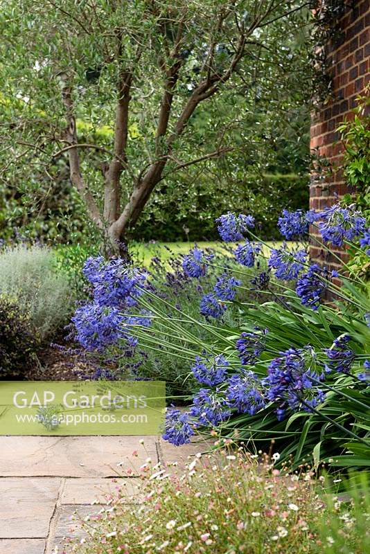 Agapanthus 'Brilliant Blue', Erigeron karvinskianus - Mexican Fleabane and Olea europaea - Olive - tree, beds near house wall