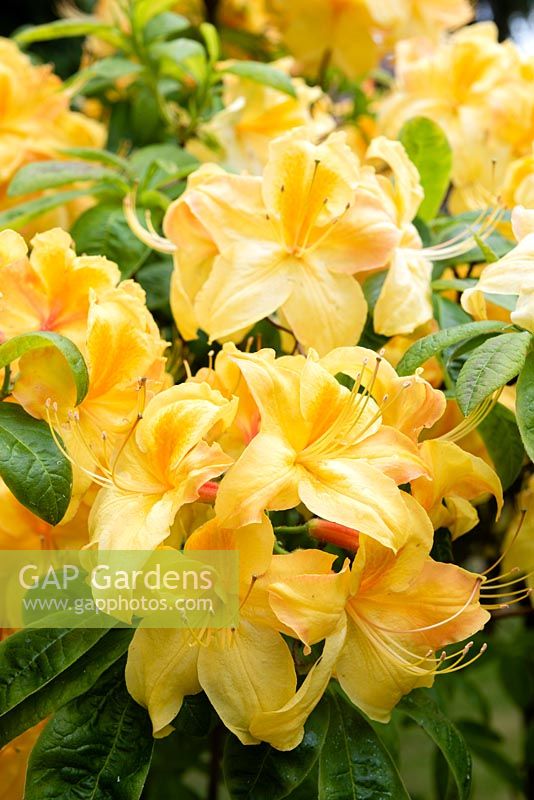 This yellow flower is possibly Rhododendron 'Knap Hill Anneke' - Deciduous Azalea 