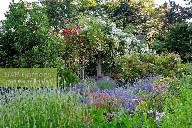 Herb garden with Rosa filipes 'Kiftsgate' on trellis, and adjacent herbaceous planting. 