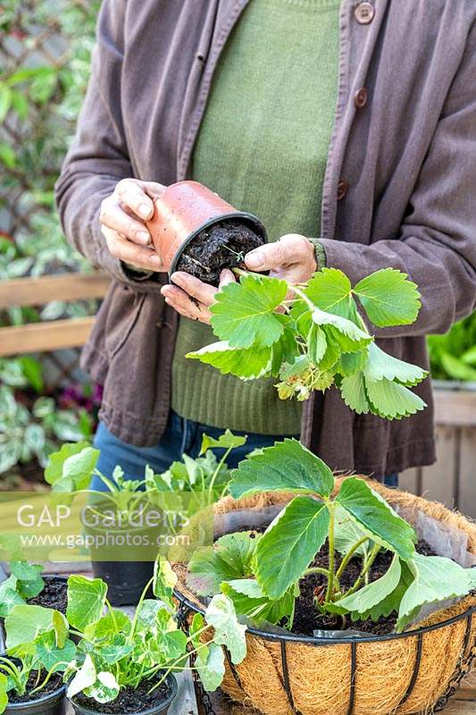 Woman removing Strawberry plant from pot, ready for planting in a hanging basket