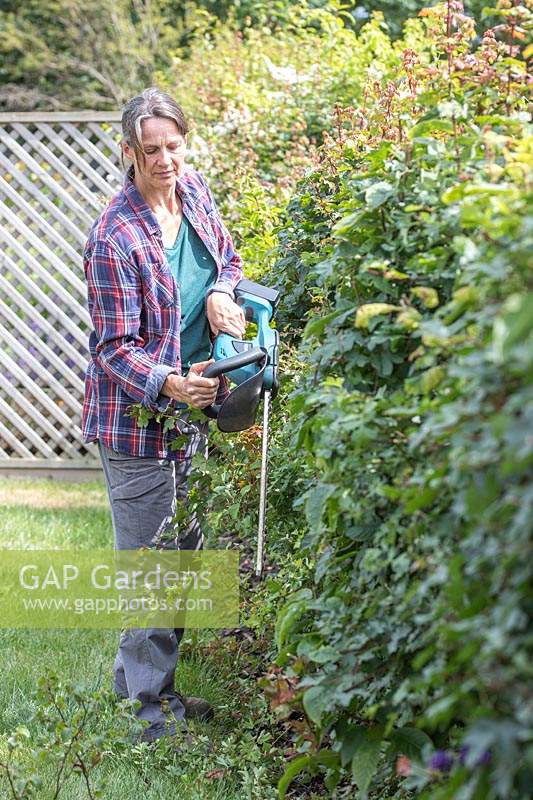 Woman using battery powered hedge cutter to lightly trim the side of an overgrown field maple hedge