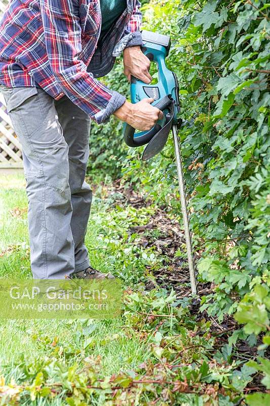 Woman using battery powered hedge cutter to lightly trim the side of an overgrown field maple hedge