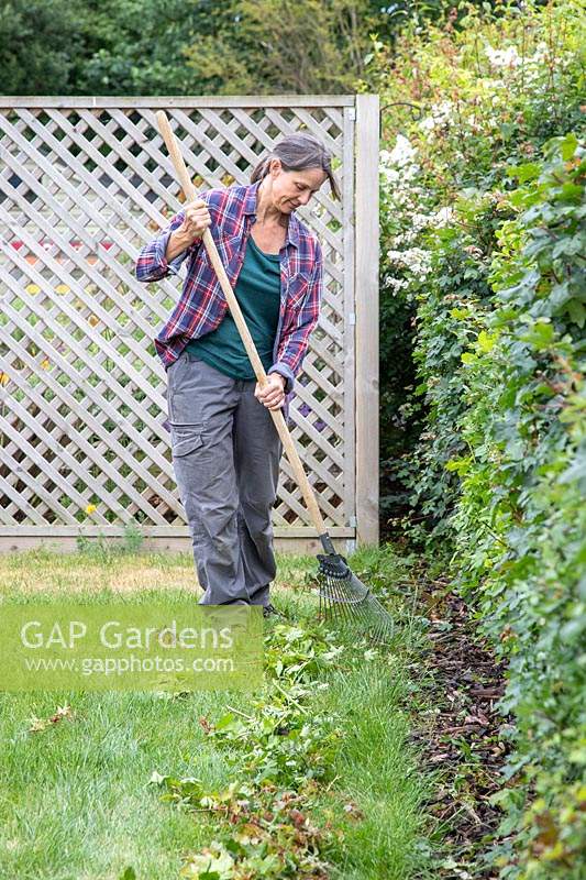 Woman using a wire rake to collect hedge trimmings