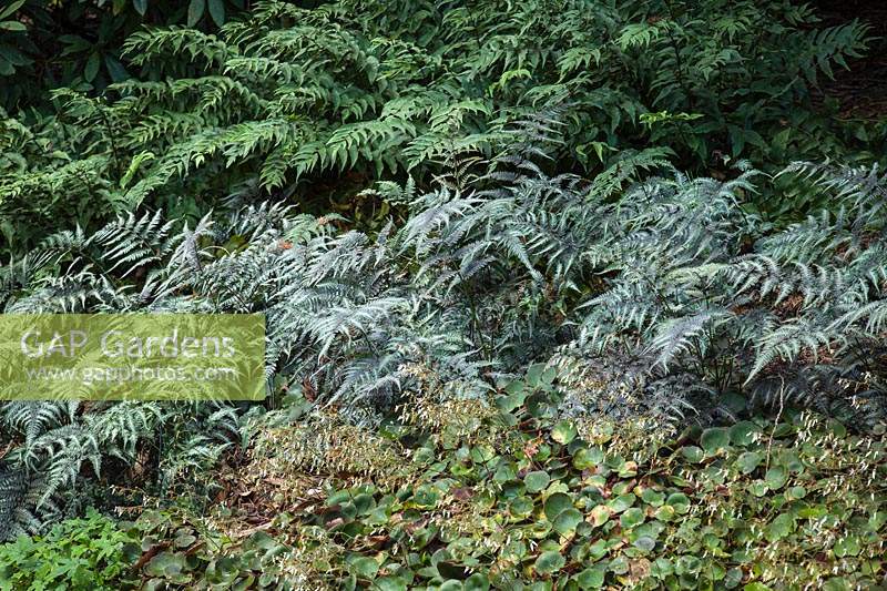 Saxifraga stolonifera 'Harvest Moon', Athyrium niponicum 'Pictum' and Cyrtomium falcatum in a shade border